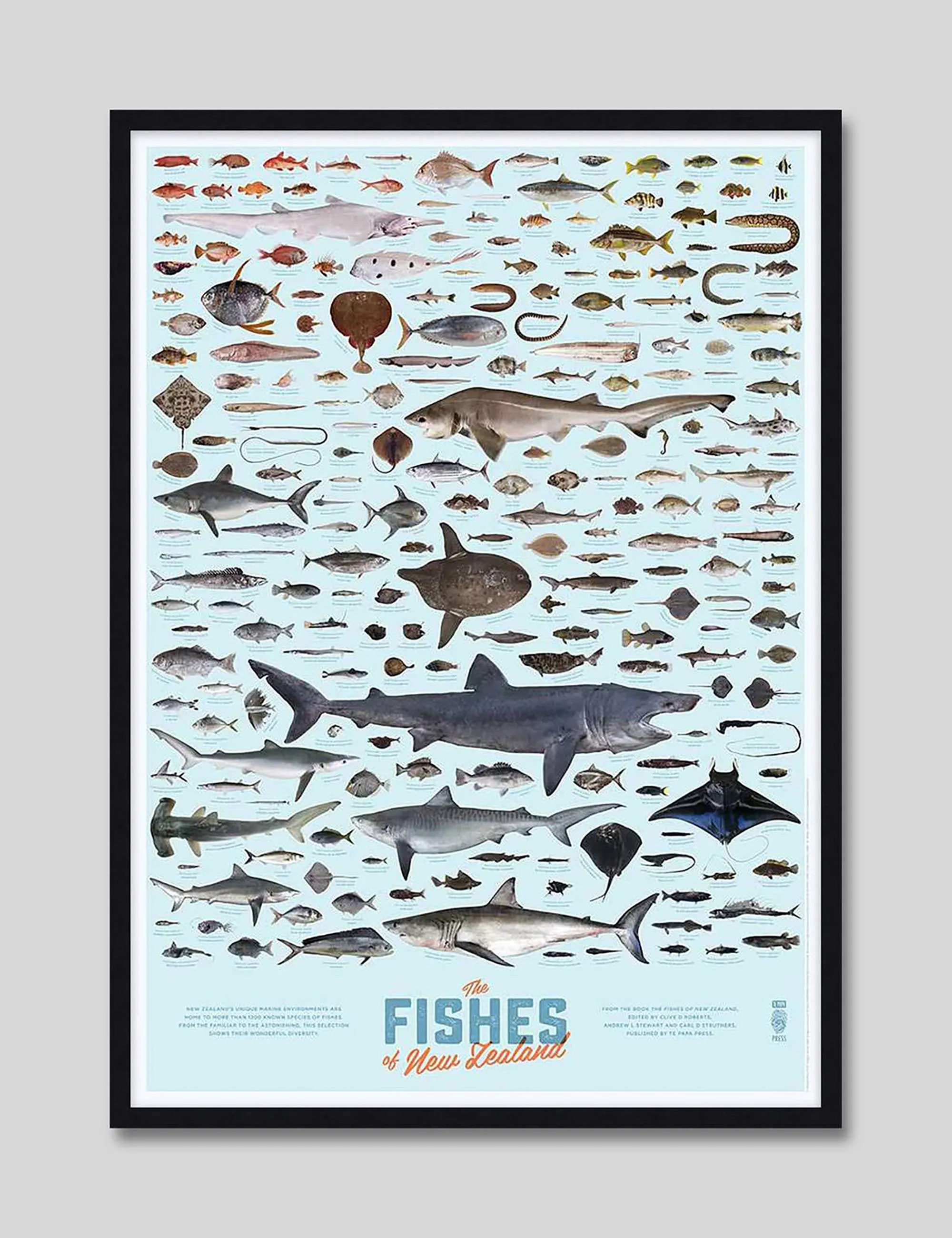 Fishes of New Zealand