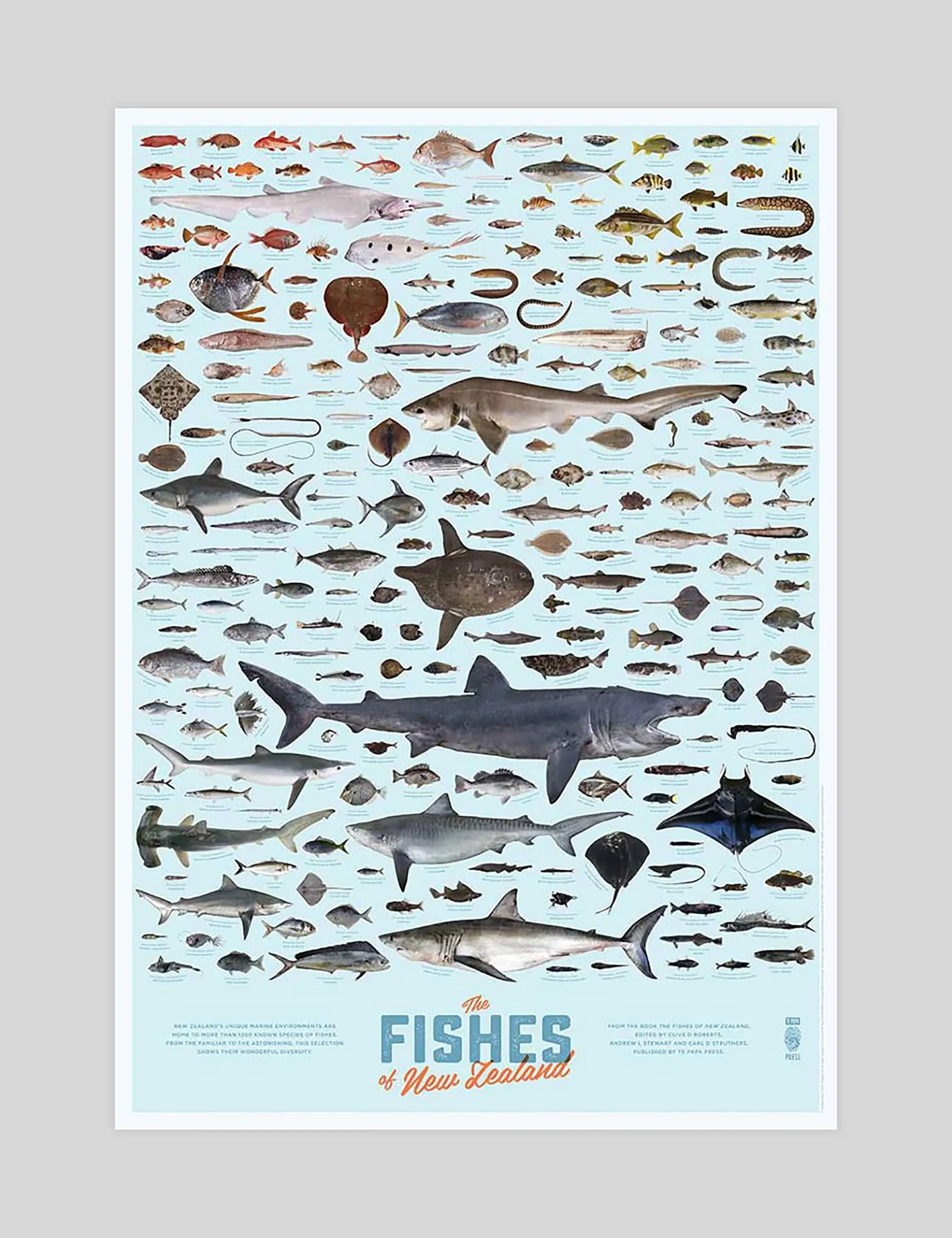 Fishes of New Zealand