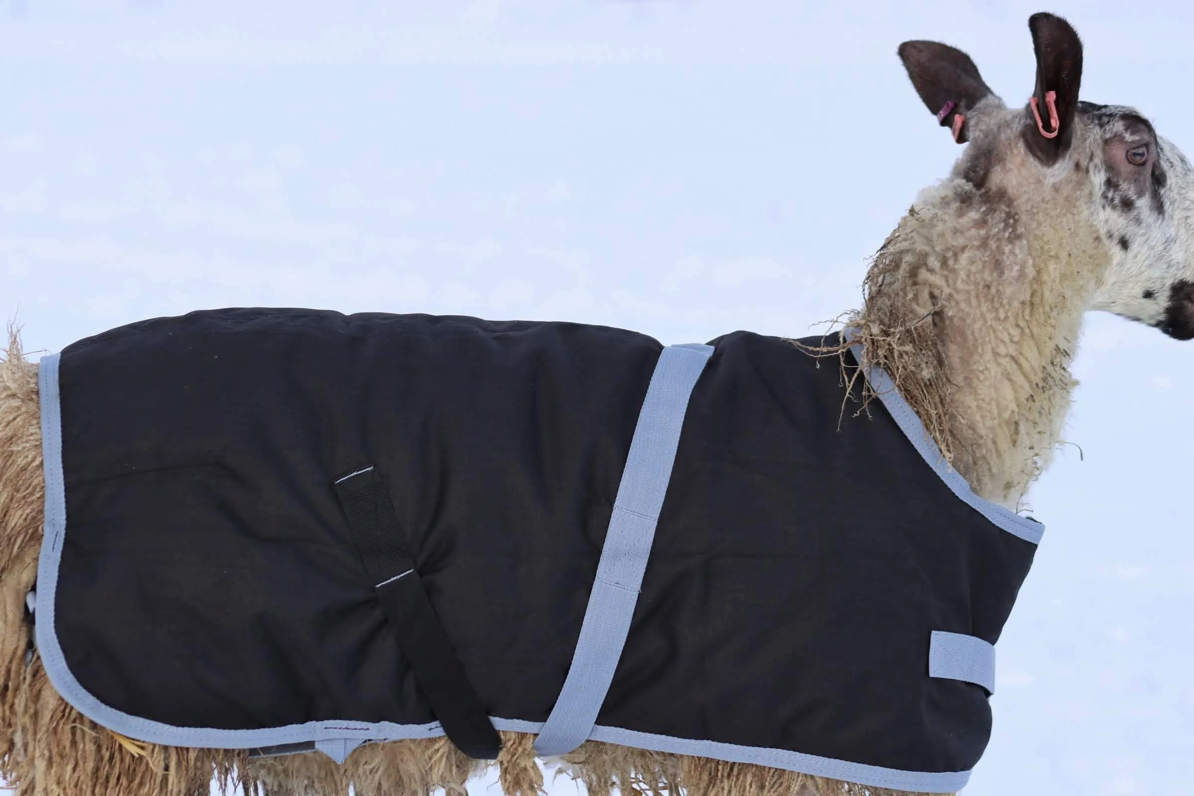 Sheep Coat | Waterproof