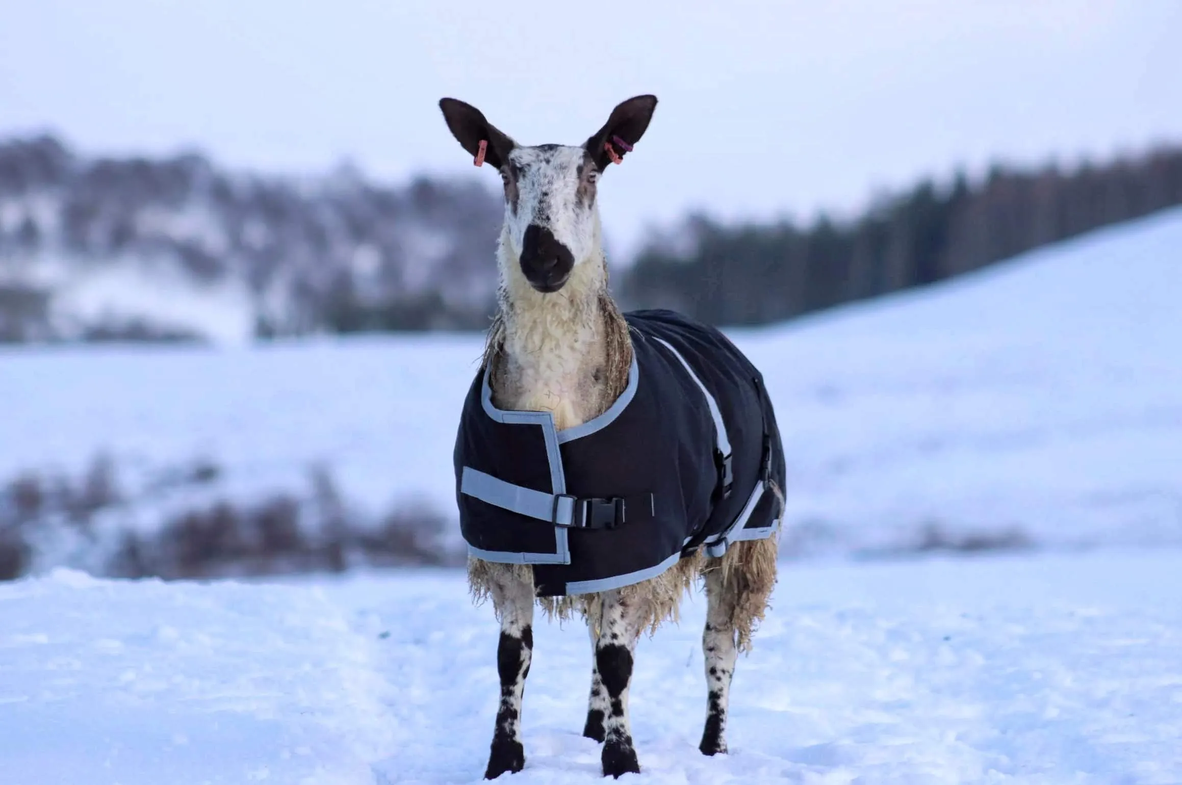 Sheep Coat | Waterproof