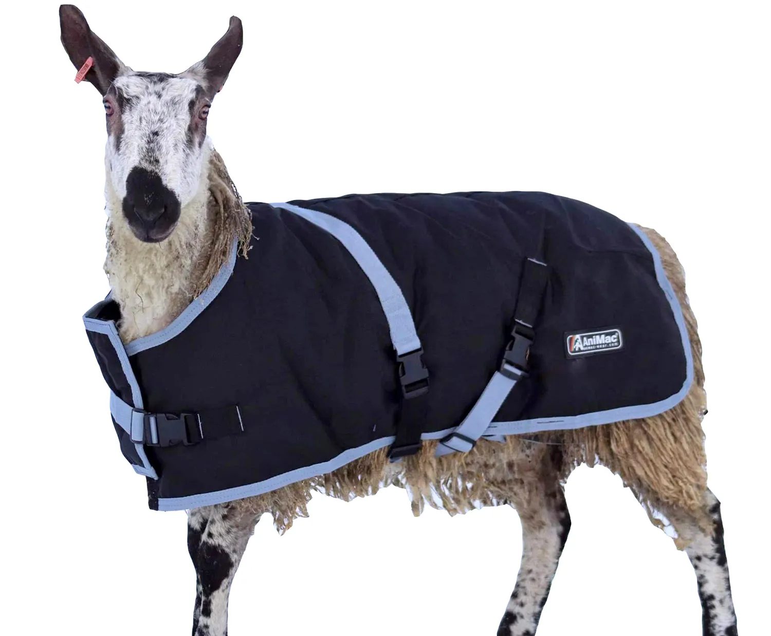 Sheep Coat | Waterproof